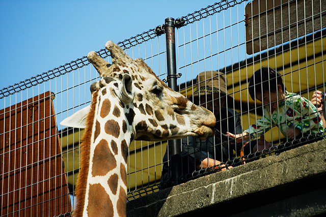 姫路セントラルパークのキリン（兵庫県／姫路市）