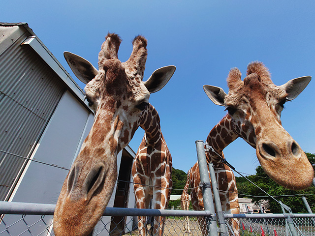秋吉台サファリランドのキリン（山口県／美祢市）