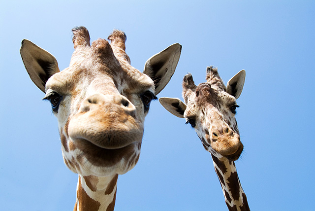 アフリカンサファリのキリン（大分県／宇佐市）