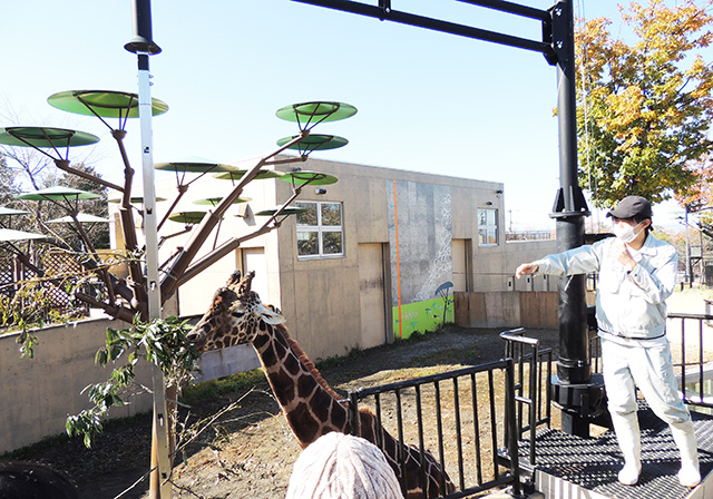 旭川市旭山動物園のキリン（北海道／旭川市）