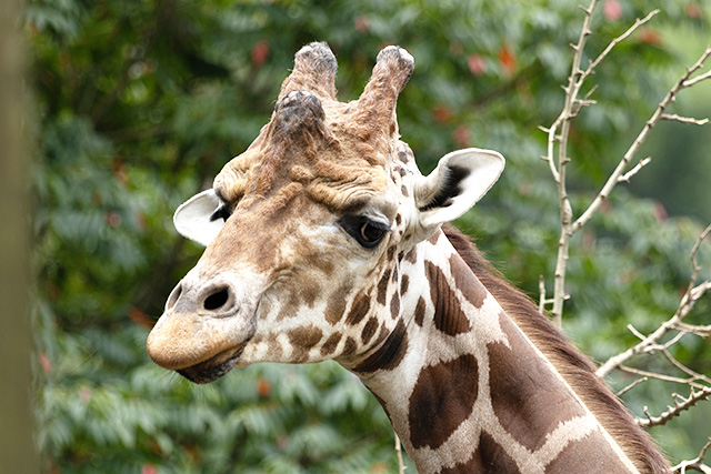 長崎バイオパークのキリン（長崎県／西海市）