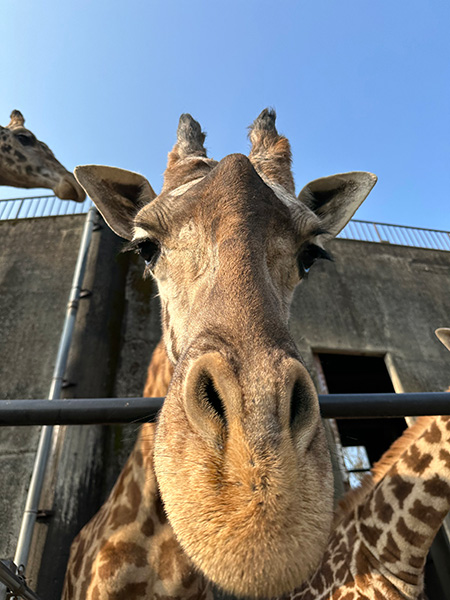 宮崎市フェニックス自然動物園のキリン（宮崎県／宮崎市）