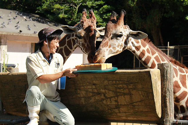 沖縄こどもの国のキリン（沖縄県／沖縄市）