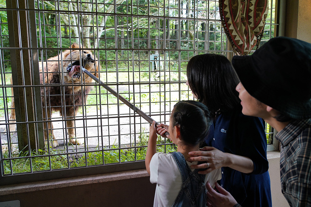 ライオンのエサやり/富士サファリパーク（静岡県／裾野市）