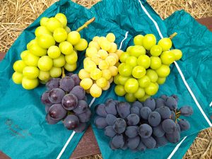 黄色いシャインマスカット狩りが最高!岡山の美作農園で4品種のぶどう狩り