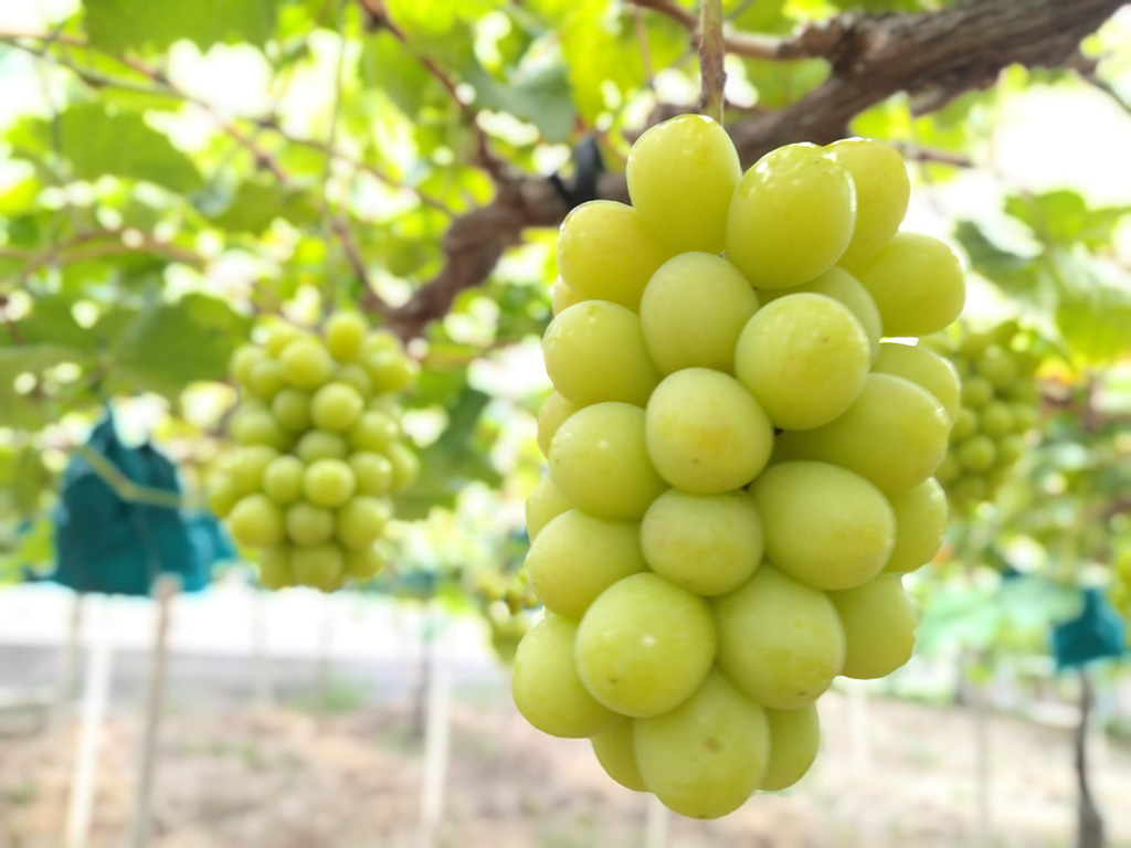 シャインマスカット/美作農園（岡山県/美作市）