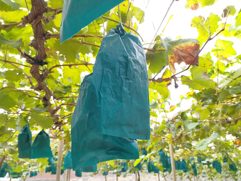 青い袋が被されたシャインマスカット/美作農園（岡山県/美作市）