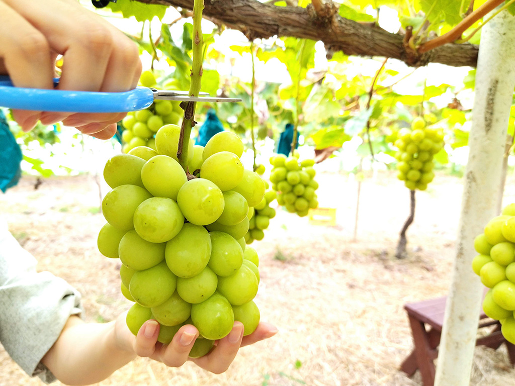 ブドウ狩りの様子/美作農園（岡山県/美作市）