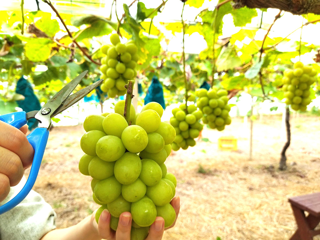 ブドウ狩りの様子/美作農園（岡山県/美作市）