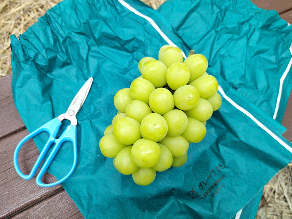 ブドウ狩りでとったシャインマスカット/美作農園（岡山県/美作市）