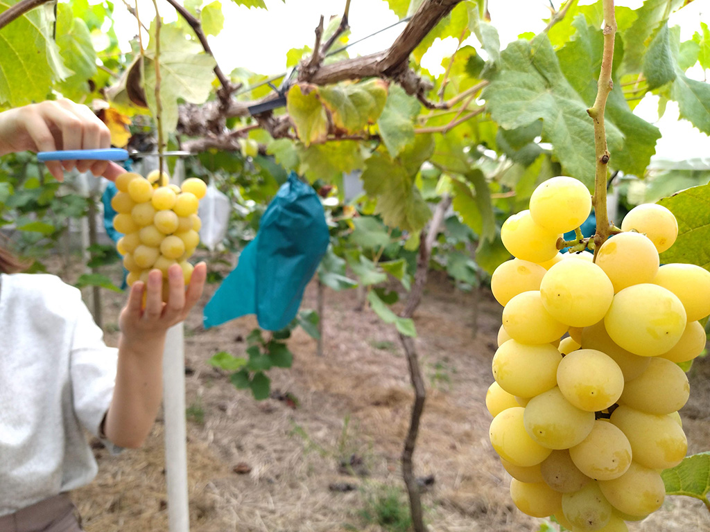 黄色いシャインマスカット/美作農園（岡山県/美作市）