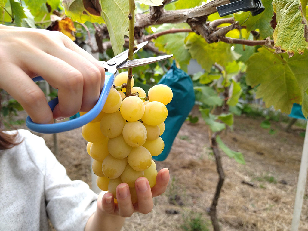 黄色いシャインマスカット/美作農園（岡山県/美作市）