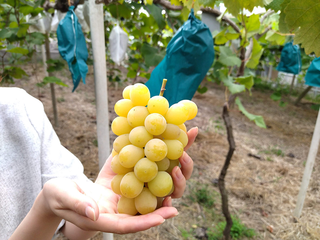 黄色いシャインマスカット/美作農園（岡山県/美作市）