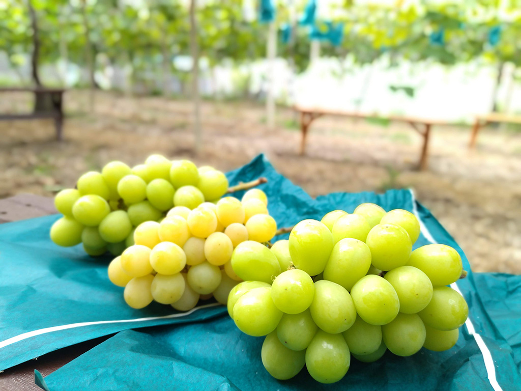 シャインマスカット/美作農園（岡山県/美作市）