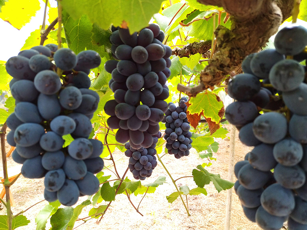 ニューベリーA/美作農園（岡山県/美作市）