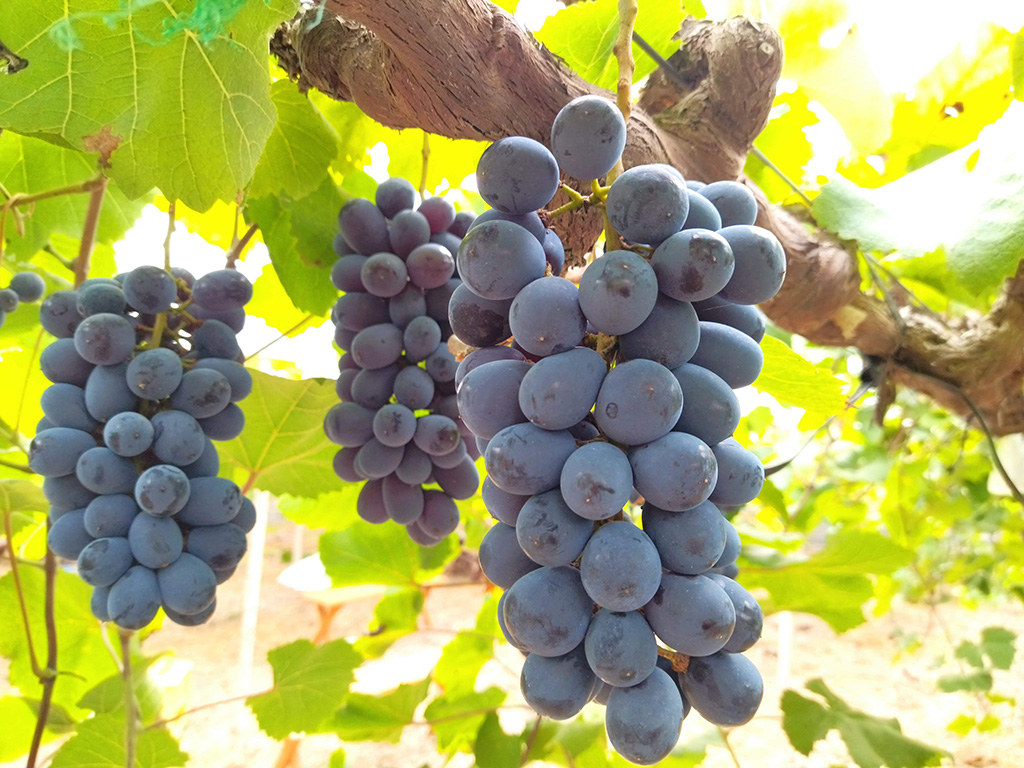 ニューベリーA/美作農園（岡山県/美作市）