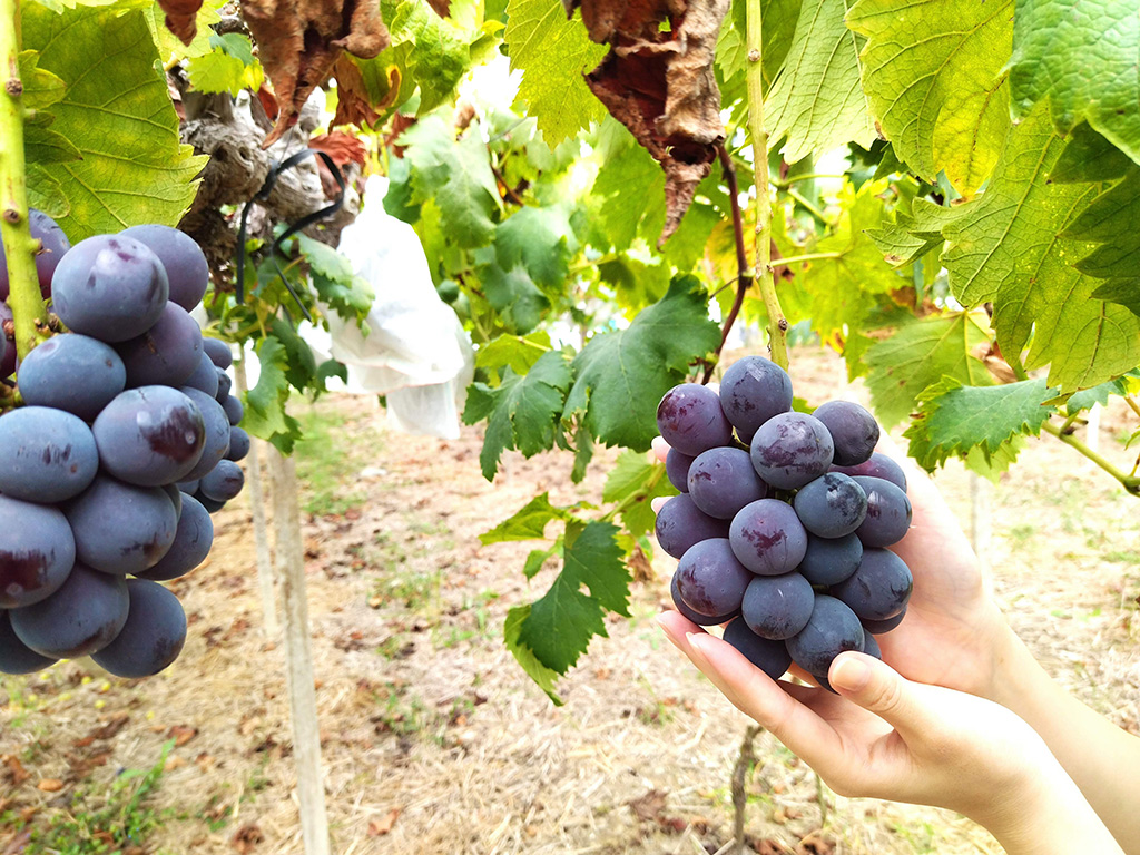 ニューピオーネ/美作農園（岡山県/美作市）