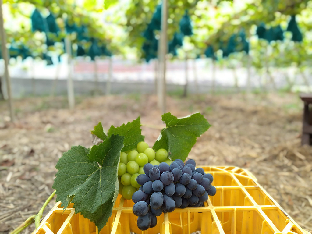 美作農園（岡山県/美作市）