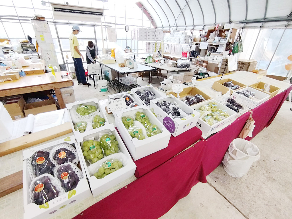 お土産用のブドウ/美作農園（岡山県/美作市）