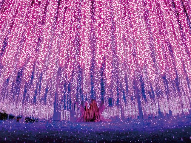 あしかがフラワーパーク(栃木県/足利市)