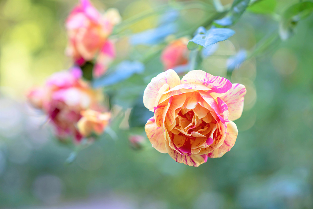 2023オータムフェスティバル/練馬区立 四季の香ローズガーデン(東京都/練馬区)