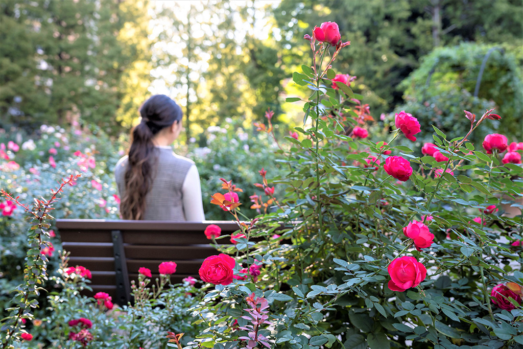 2023オータムフェスティバル/練馬区立 四季の香ローズガーデン（東京都/練馬区）