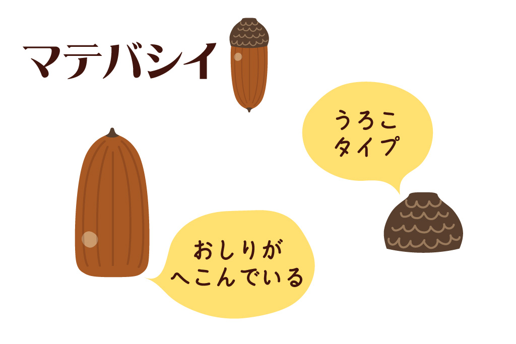 「どんぐり遊び」マテバシイの特徴｜ネイチャーゲーム