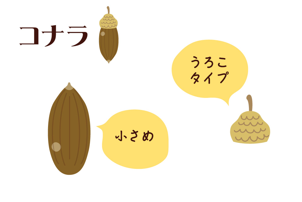 「どんぐり遊び」コナラの特徴｜ネイチャーゲーム