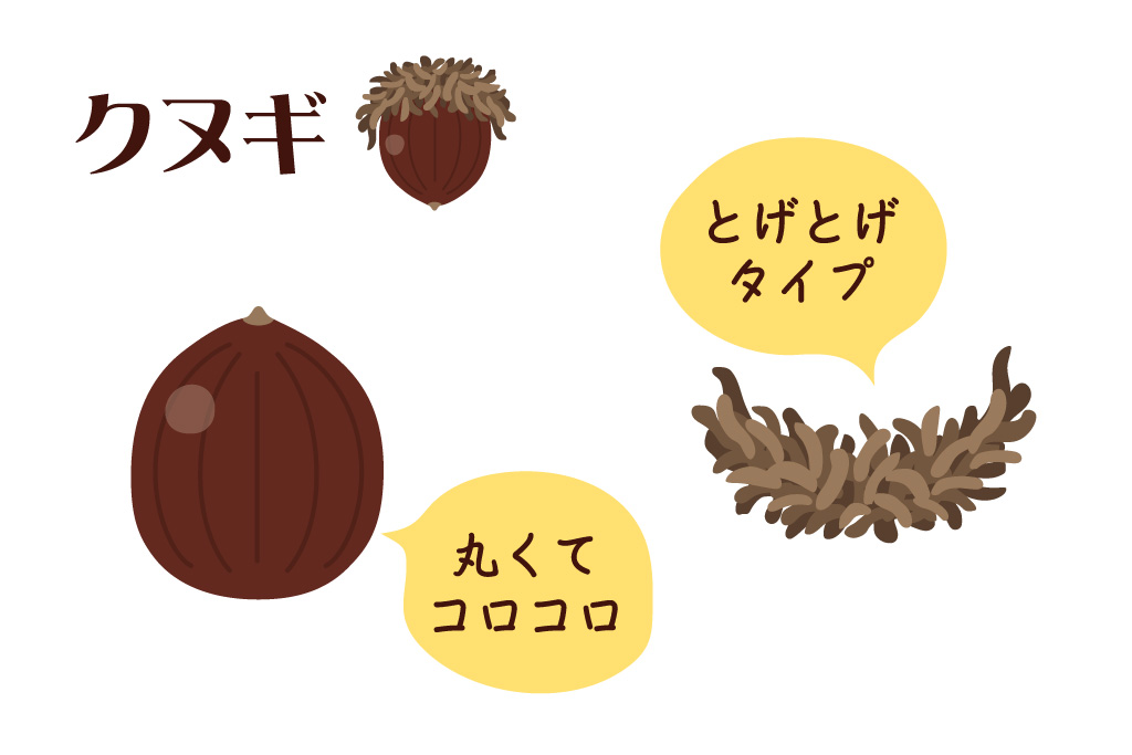 「どんぐり遊び」クヌギの特徴｜ネイチャーゲーム