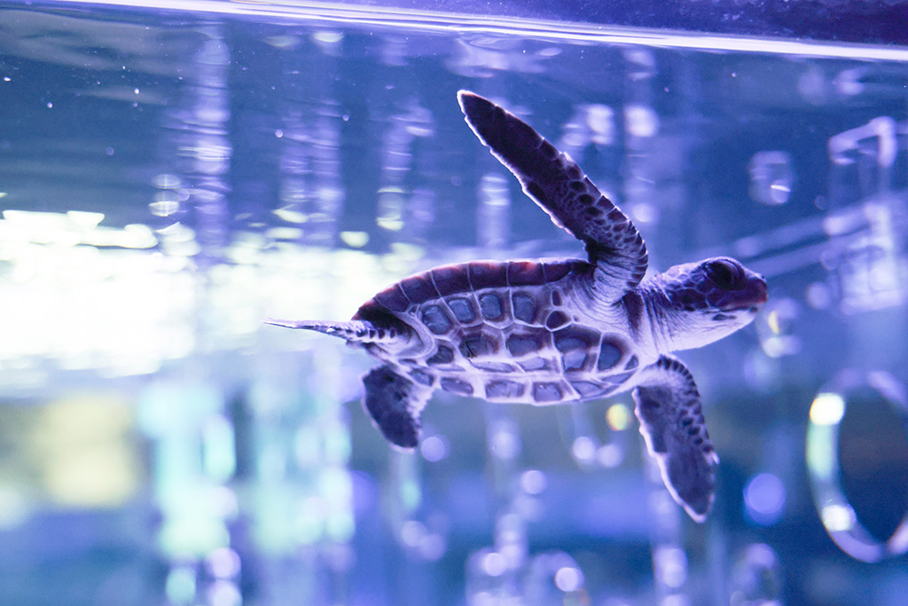 ウミガメの「ボニン」/すみだ水族館（東京都/墨田区）