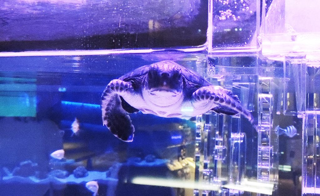 ウミガメの赤ちゃんに会える！すみだ水族館の新展示で小笠原の海を身近