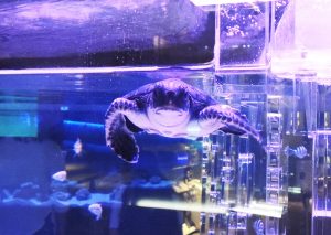 ウミガメの赤ちゃんに会える！すみだ水族館の新展示で小笠原の海を身近に体感