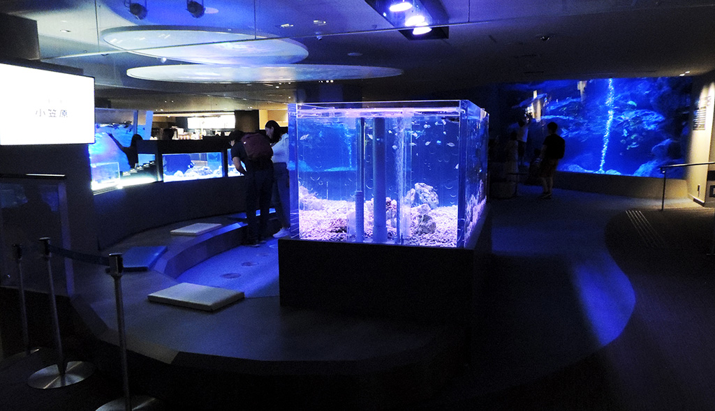 「オガサワラベース」全体の様子/すみだ水族館（東京都/墨田区）