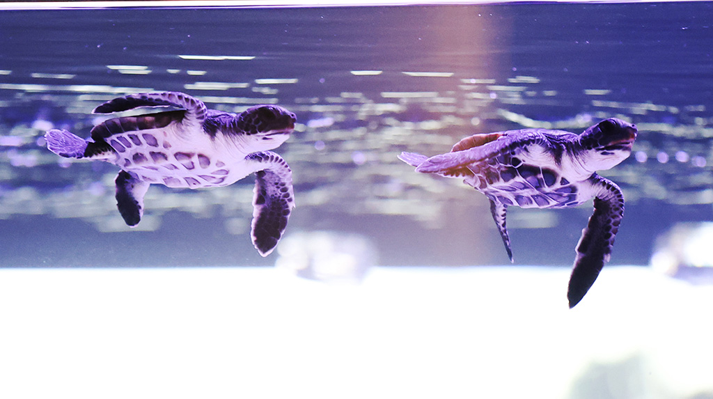 ウミガメ「ボニン」と「ブルー」/すみだ水族館（東京都/墨田区）