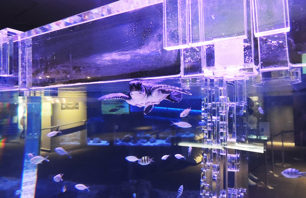 ウミガメの「ブルー/すみだ水族館（東京都/墨田区）