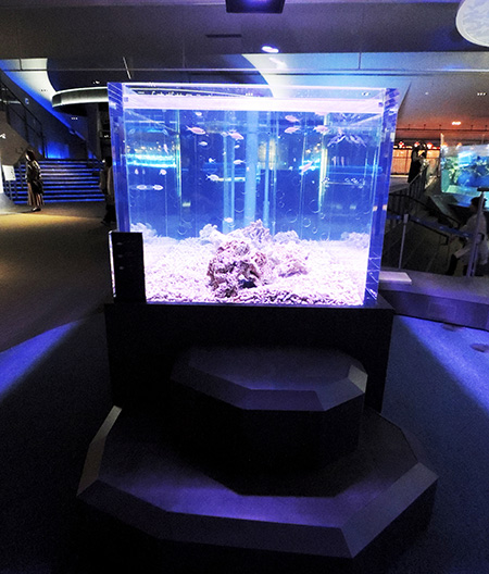 ウミガメの赤ちゃんがいる水槽/すみだ水族館（東京都/墨田区）