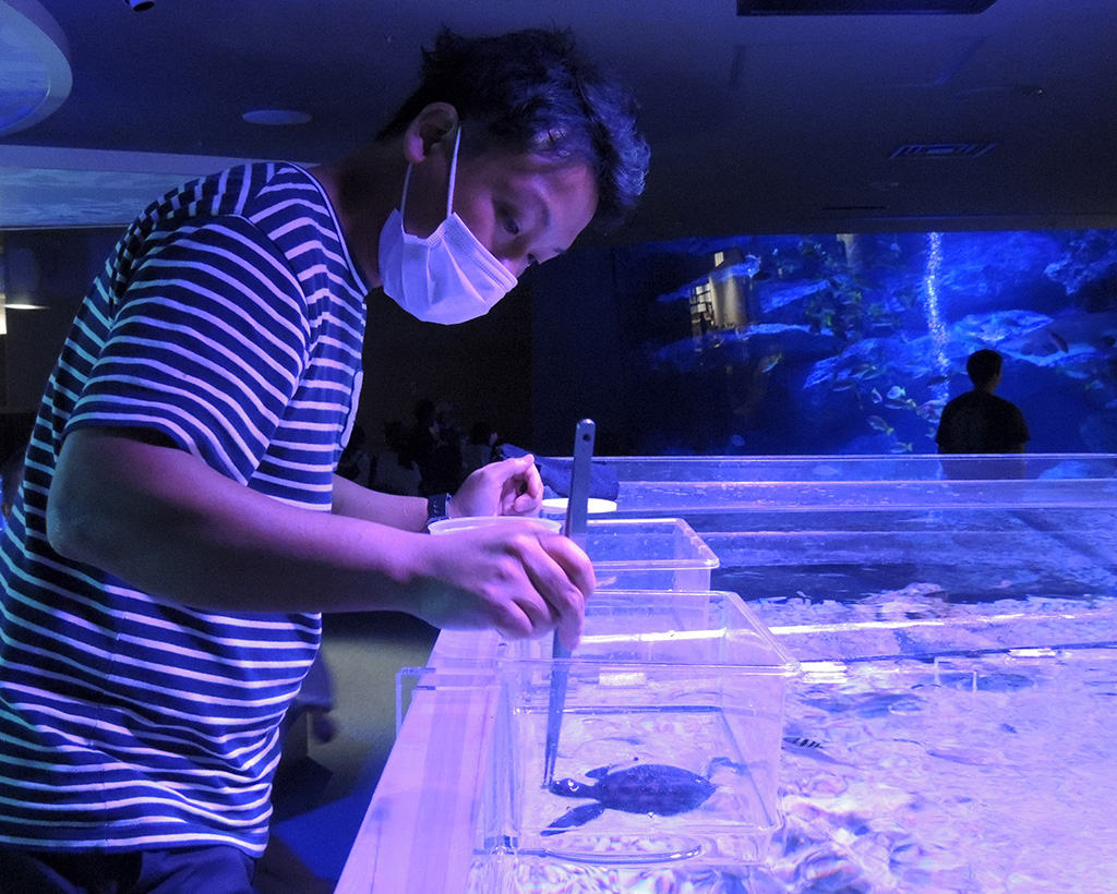 ウミガメの赤ちゃんへの「ゴハンの時間」/すみだ水族館（東京都/墨田区）