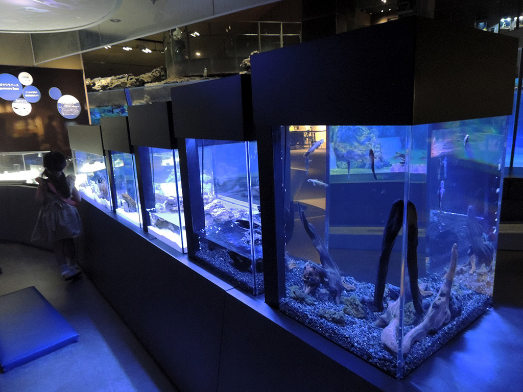 クマノミなどがいる水槽/すみだ水族館（東京都/墨田区）