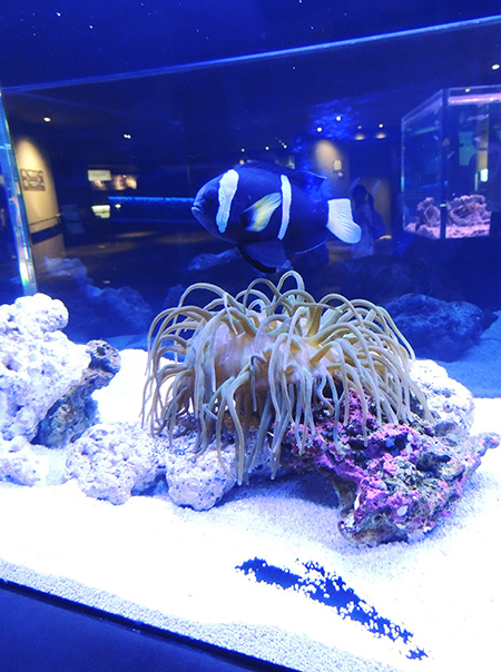 クマノミなどがいる水槽/すみだ水族館（東京都/墨田区）