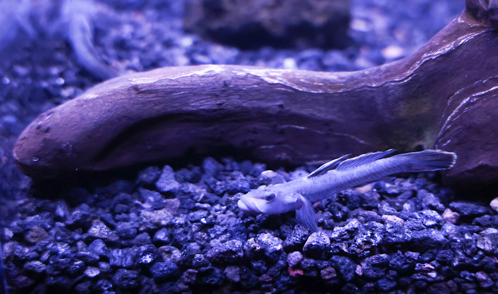 川に生息する固有種オガサワラヨシノボリ/すみだ水族館（東京都/墨田区）