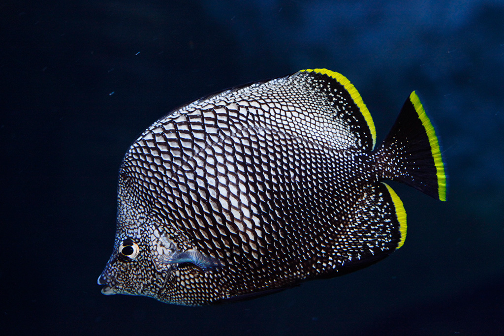 カラダの模様が着物などに用いる友禅染に似ていることから命名されたユウゼン/すみだ水族館（東京都/墨田区）