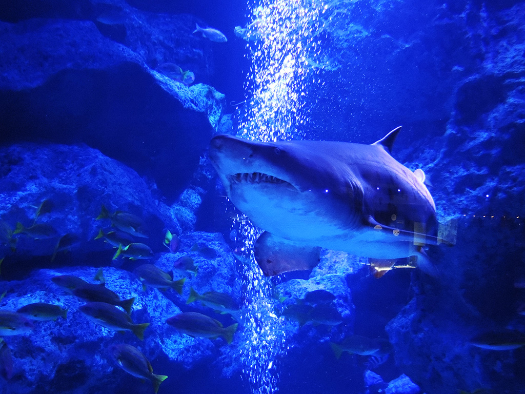 国内唯一の小笠原産のシロワニ/すみだ水族館（東京都/墨田区）
