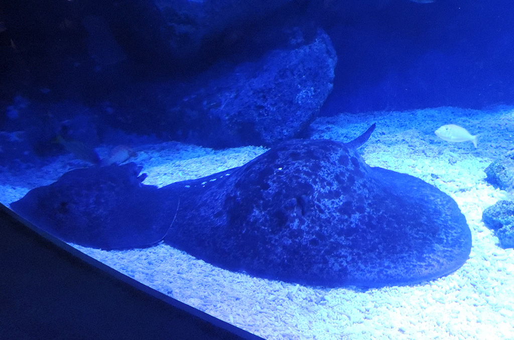 大きなマダラエイ/すみだ水族館（東京都/墨田区）