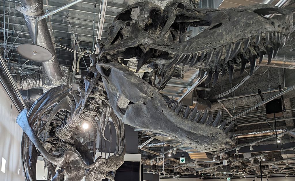 ソニーストア名古屋の恐竜イベントをレポ！ゴルゴサウルス全身骨格に