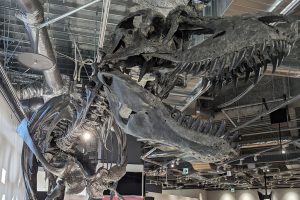 ソニーストア名古屋の恐竜イベントをレポ!ゴルゴサウルス全身骨格に世界初の痕跡!?