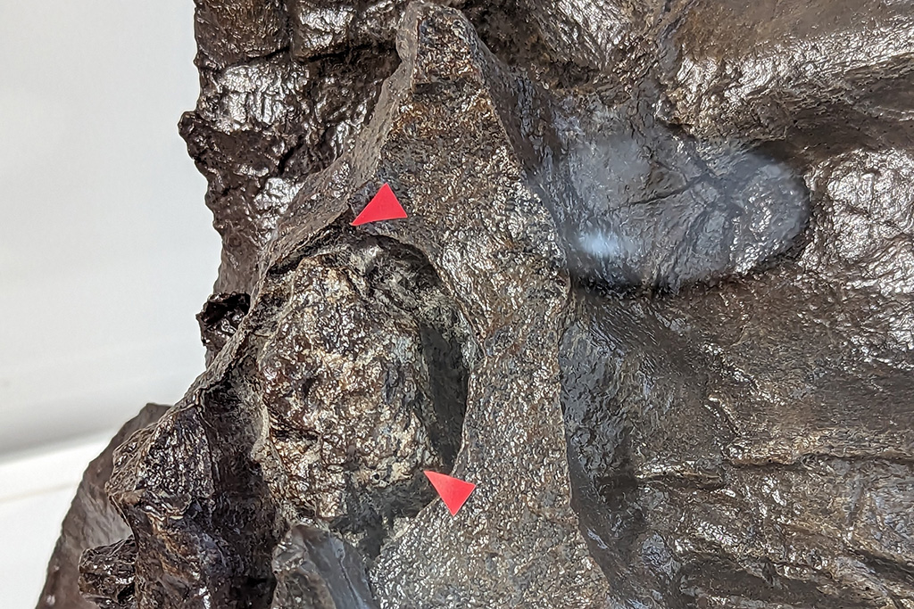 通称「ルース」の頭骨の一部/ソニーストア名古屋 「恐竜ミュージアム ―科学で紐解く恐竜の世界―」(愛知県/名古屋市)