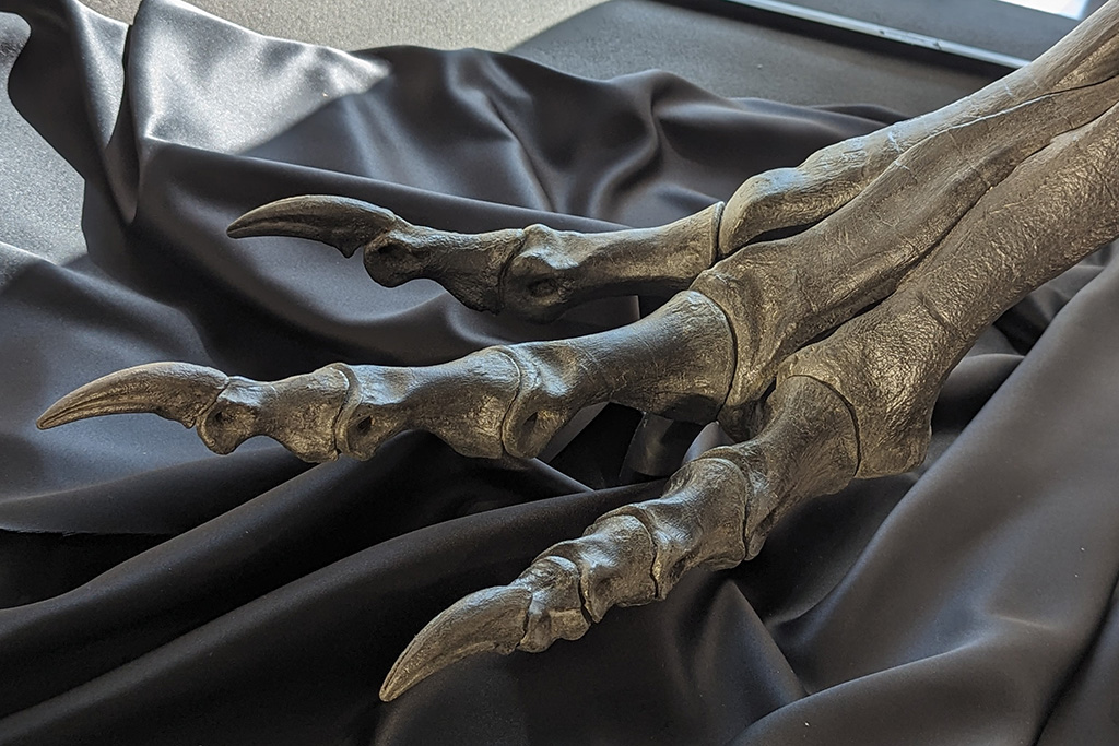 通称「ルース」の足の爪先/ソニーストア名古屋 「恐竜ミュージアム ―科学で紐解く恐竜の世界―」(愛知県/名古屋市)