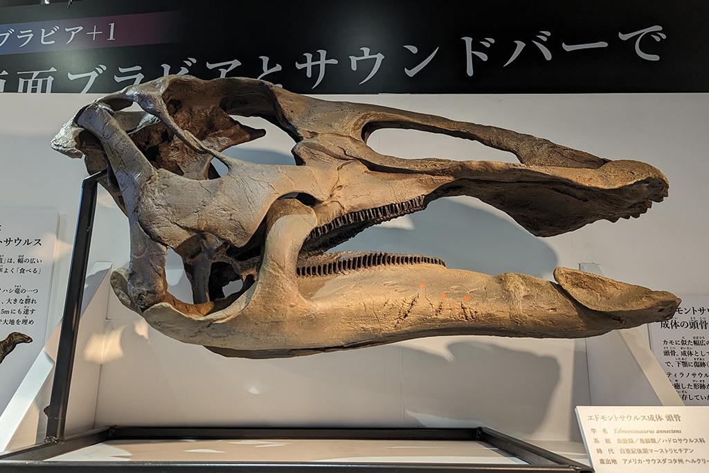 ティラノサウルスの巨大な頭骨/ソニーストア名古屋 「恐竜ミュージアム ―科学で紐解く恐竜の世界―」(愛知県/名古屋市)