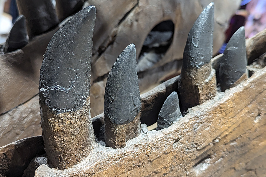 ティラノサウルス「スタン」の巨大な歯/ソニーストア名古屋 「恐竜ミュージアム ―科学で紐解く恐竜の世界―」(愛知県/名古屋市)