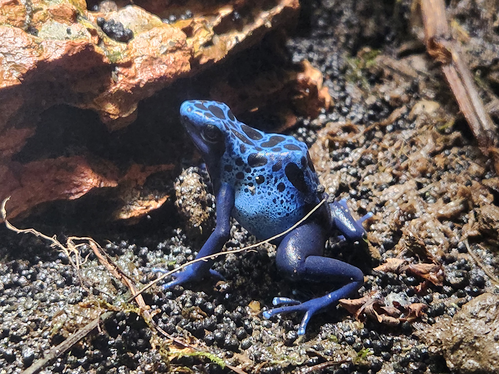 「毒展～全員有毒～」/スマートアクアリウム静岡（静岡県/静岡市）
